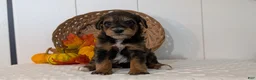 Schnoodle dogs for sale: Rocco - Ad 9