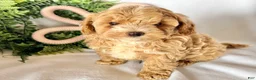 Maltipoo dogs for sale: Bernie  - Ad 1