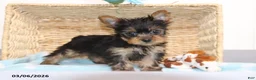 Yorkshire Terrier dogs for sale: Smokey - Teacup - Ad 1