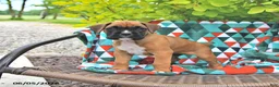 Boxer dogs for sale: Lincoln - Ad 3