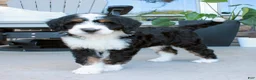 Bernedoodle dogs for sale: Willow - Ad 3