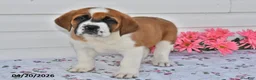 Saint Bernard dogs for sale: Bessie - Ad 2