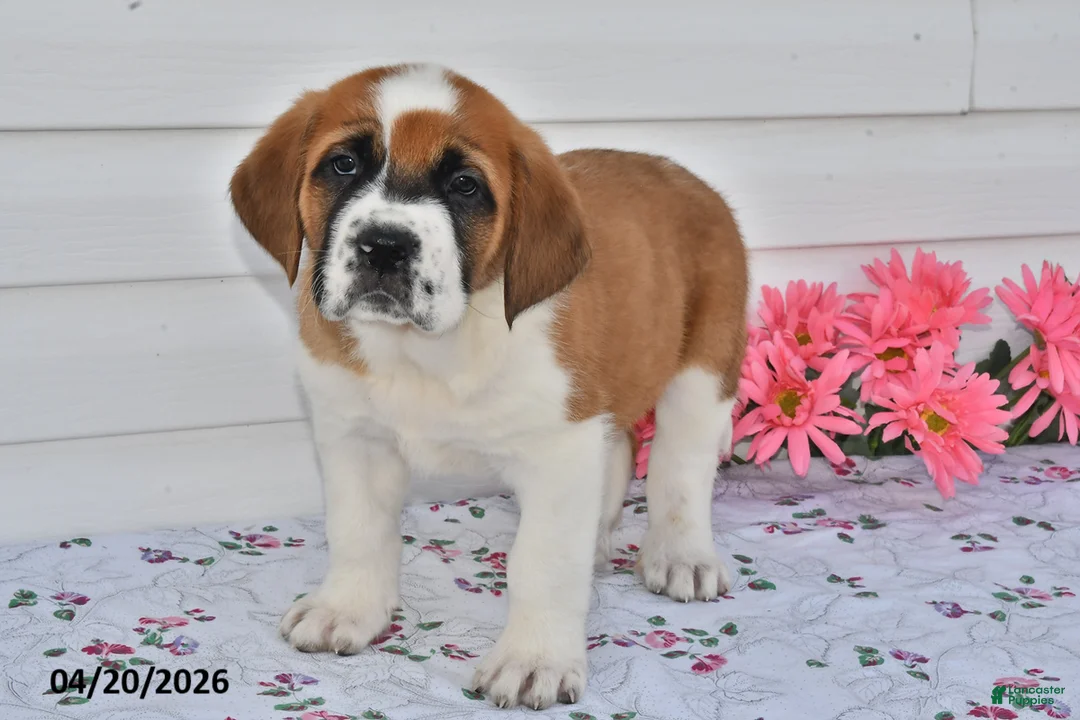 Saint Bernard dogs for sale: Bessie - Ad 2