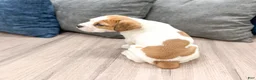 Beabull dogs for sale: Cody - Ad 5