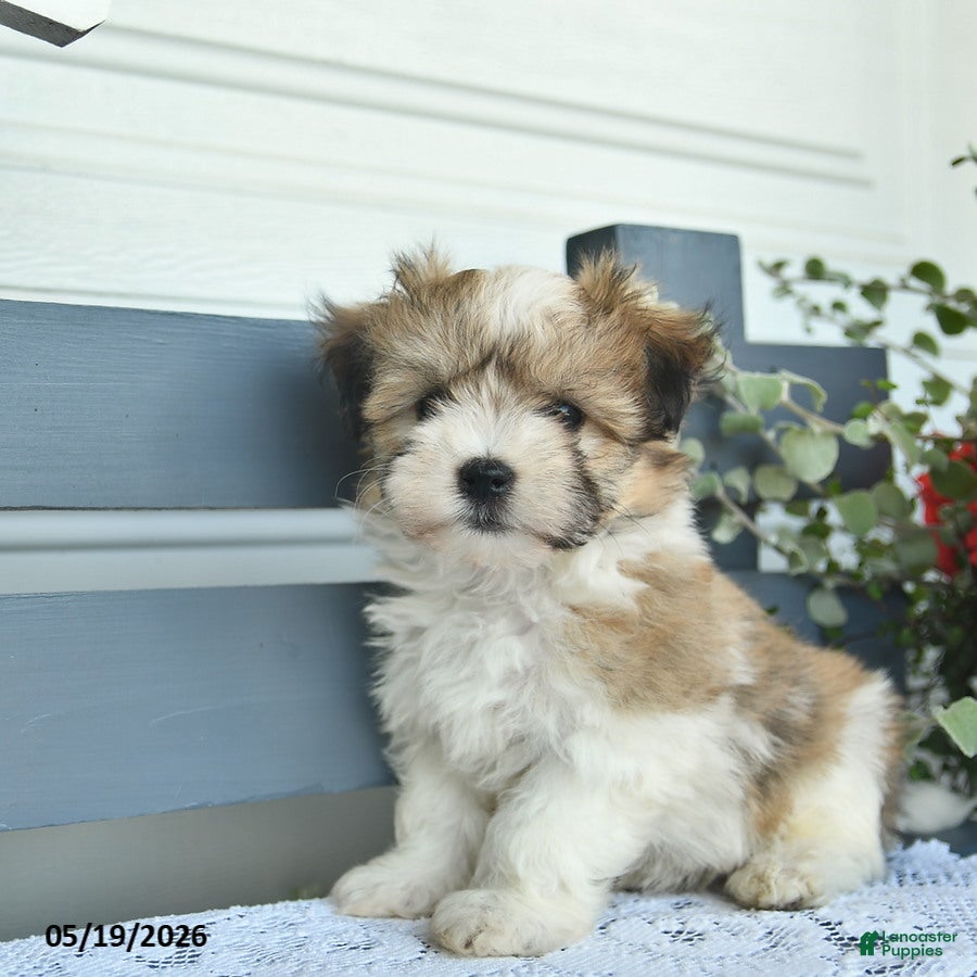 Havanese dogs Denver  - Ad 2