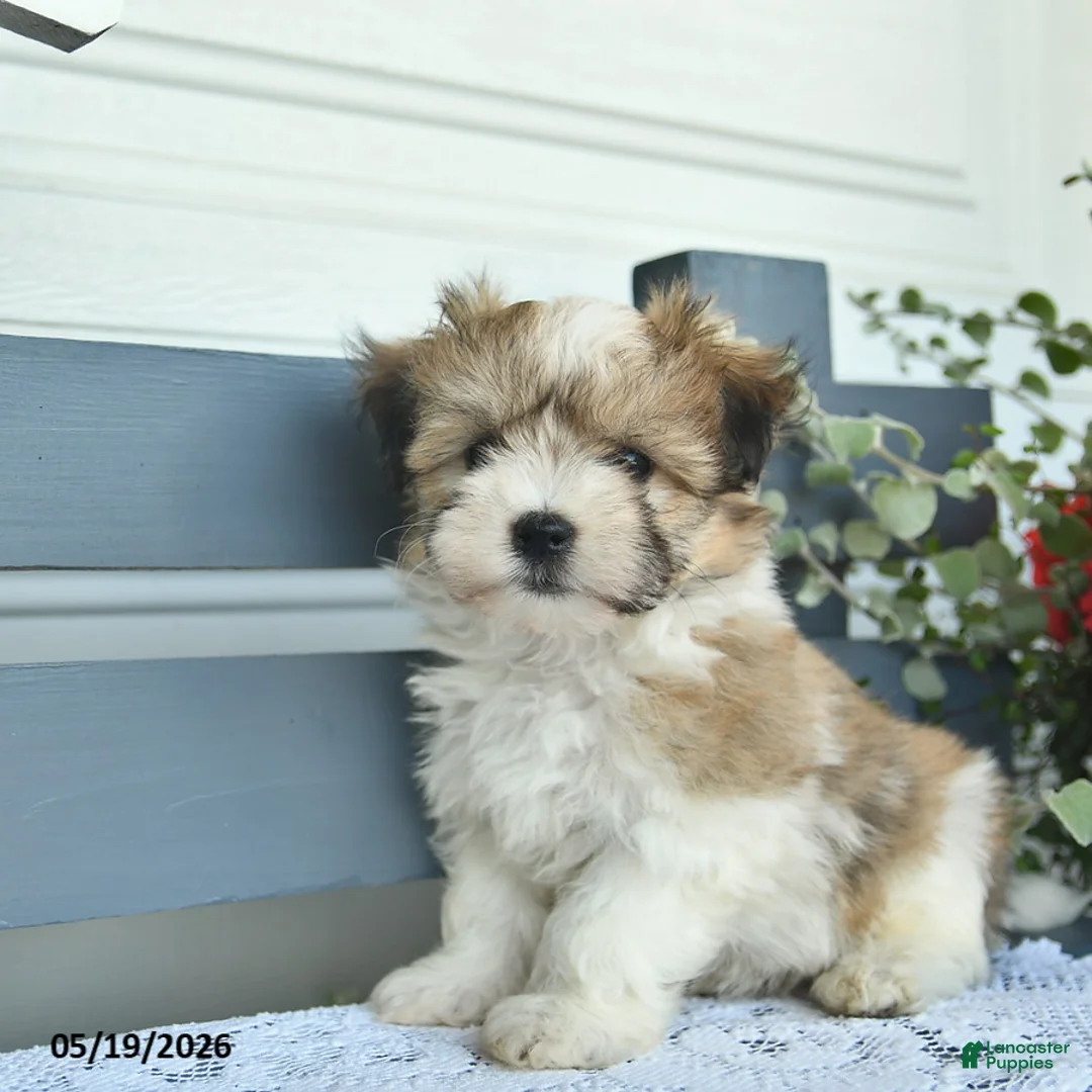 Havanese dogs for sale: Denver  - Ad 2