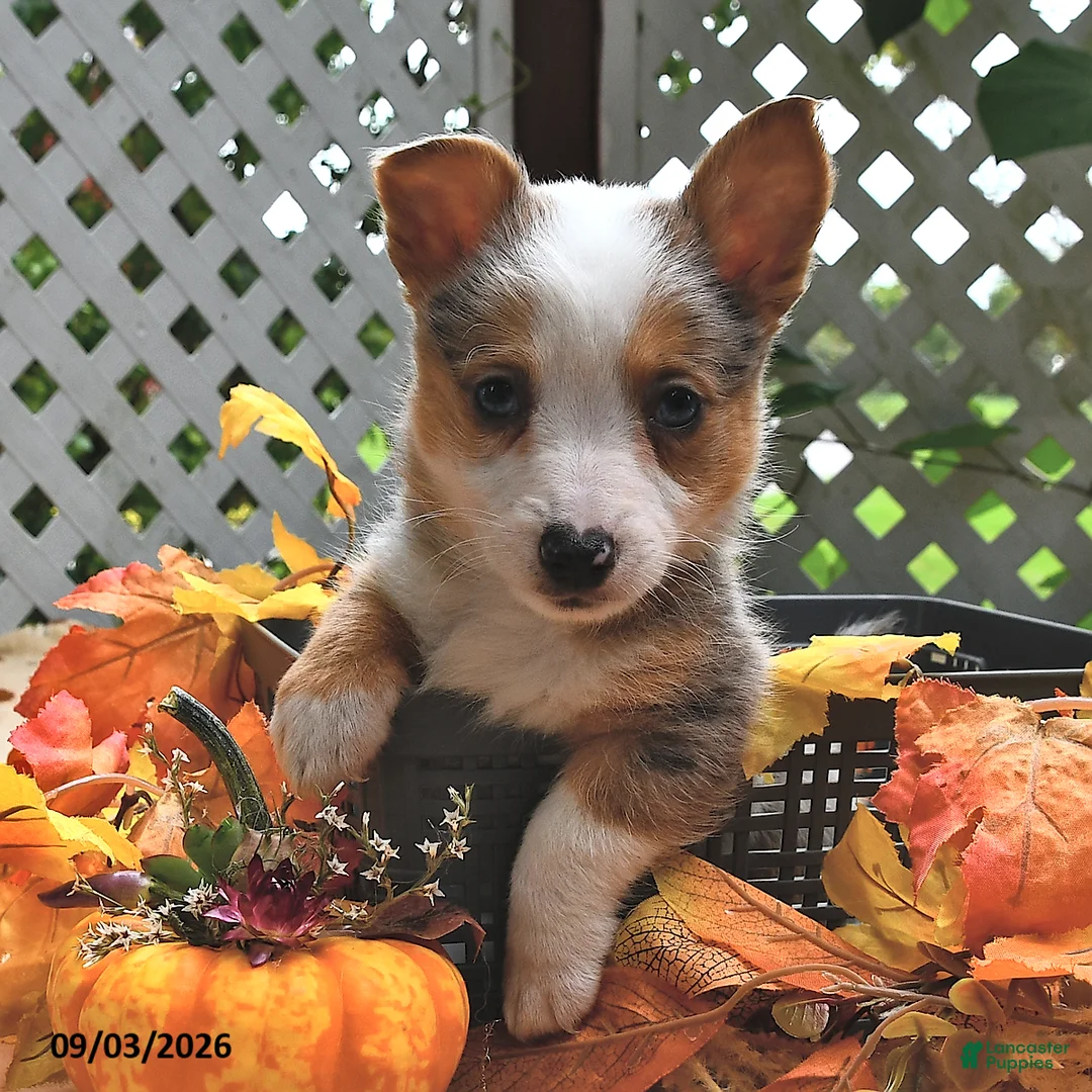 Welsh Corgi Pembroke dogs for sale: Buster  - Ad 2