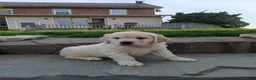 Golden Retriever dogs for sale: Golden Retriever Puppy 2 - Ad 2