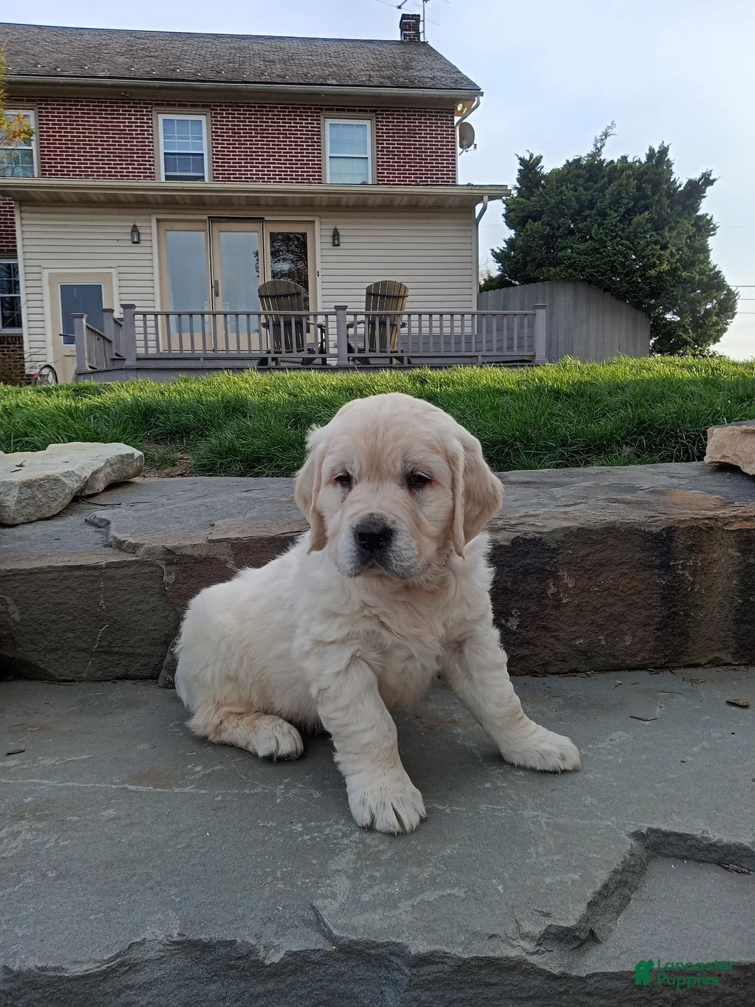 Golden Retriever dogs for sale: Golden Retriever Puppy 2 - Ad 2