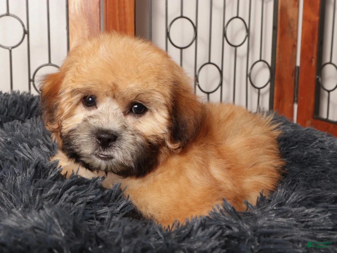 Shorkie dogs for sale: Rex - Dapper Shorkie  - Ad 1
