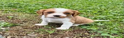 Cavalier King Charles Spaniel dogs for sale: Schroeder - Ad 6