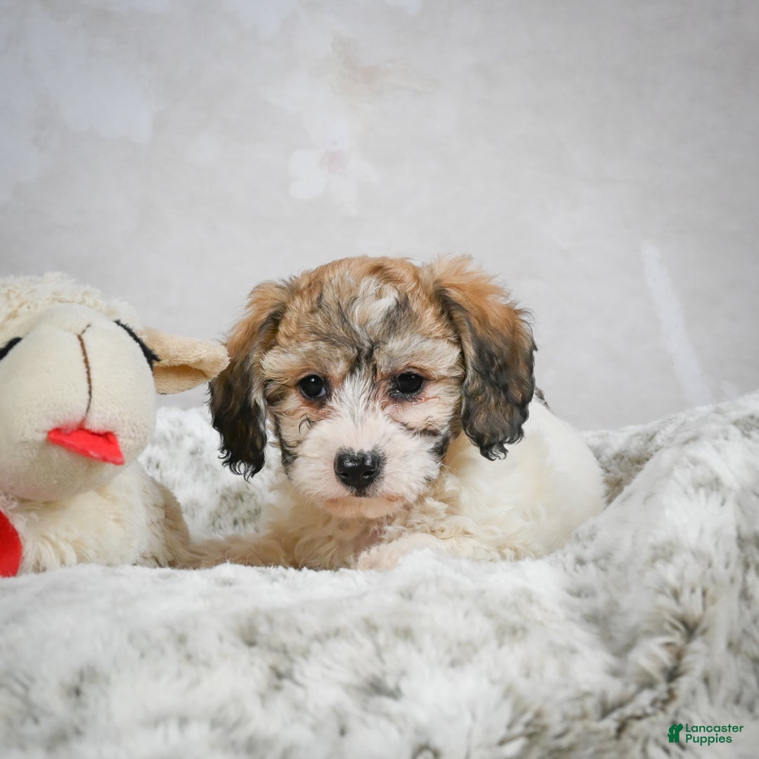 Bichpoo dogs for sale: Bella - Ad 4