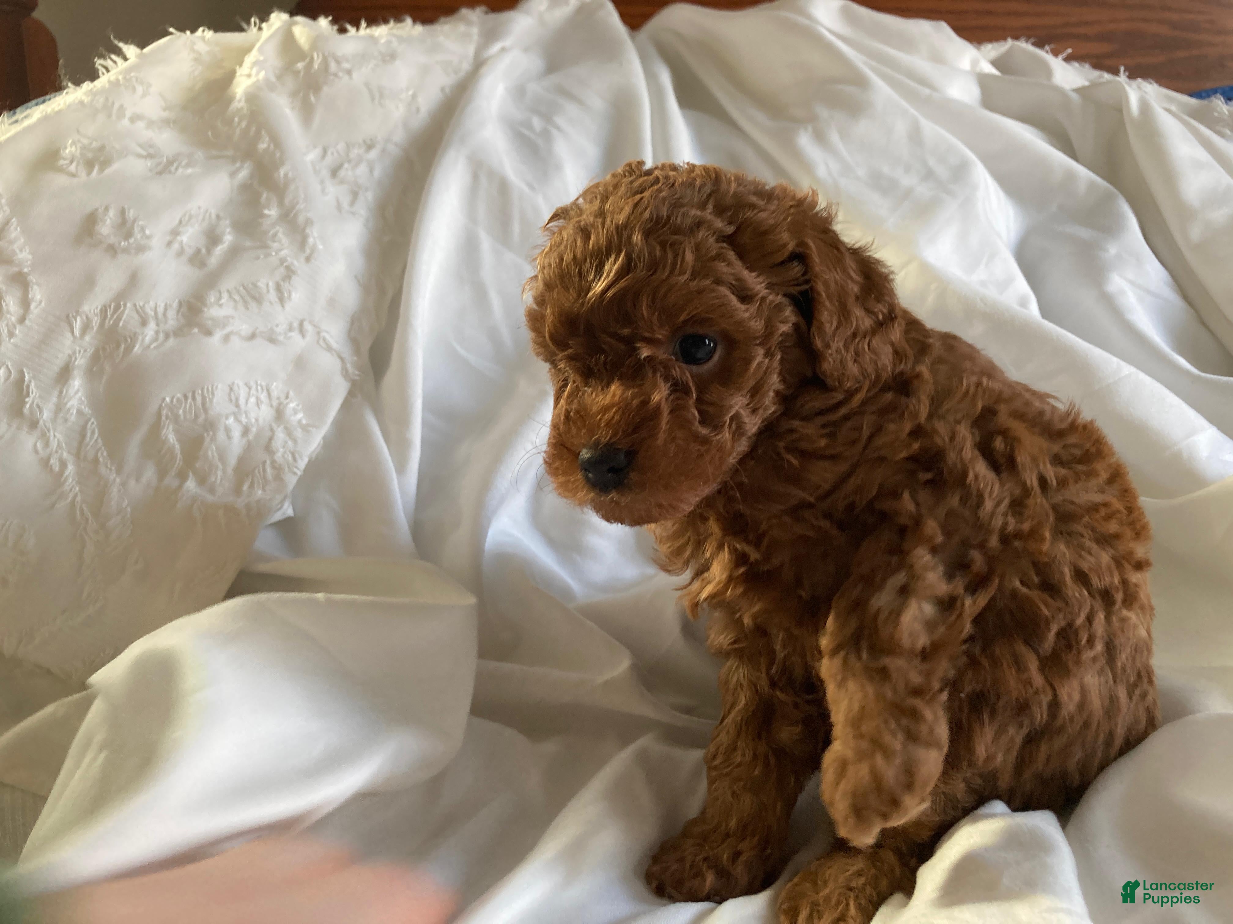 Miniature Poodle dogs Copper - Ad 1