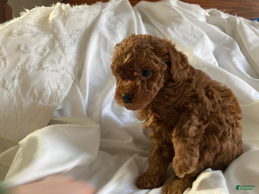 Miniature Poodle dogs for sale: Copper - Ad 1