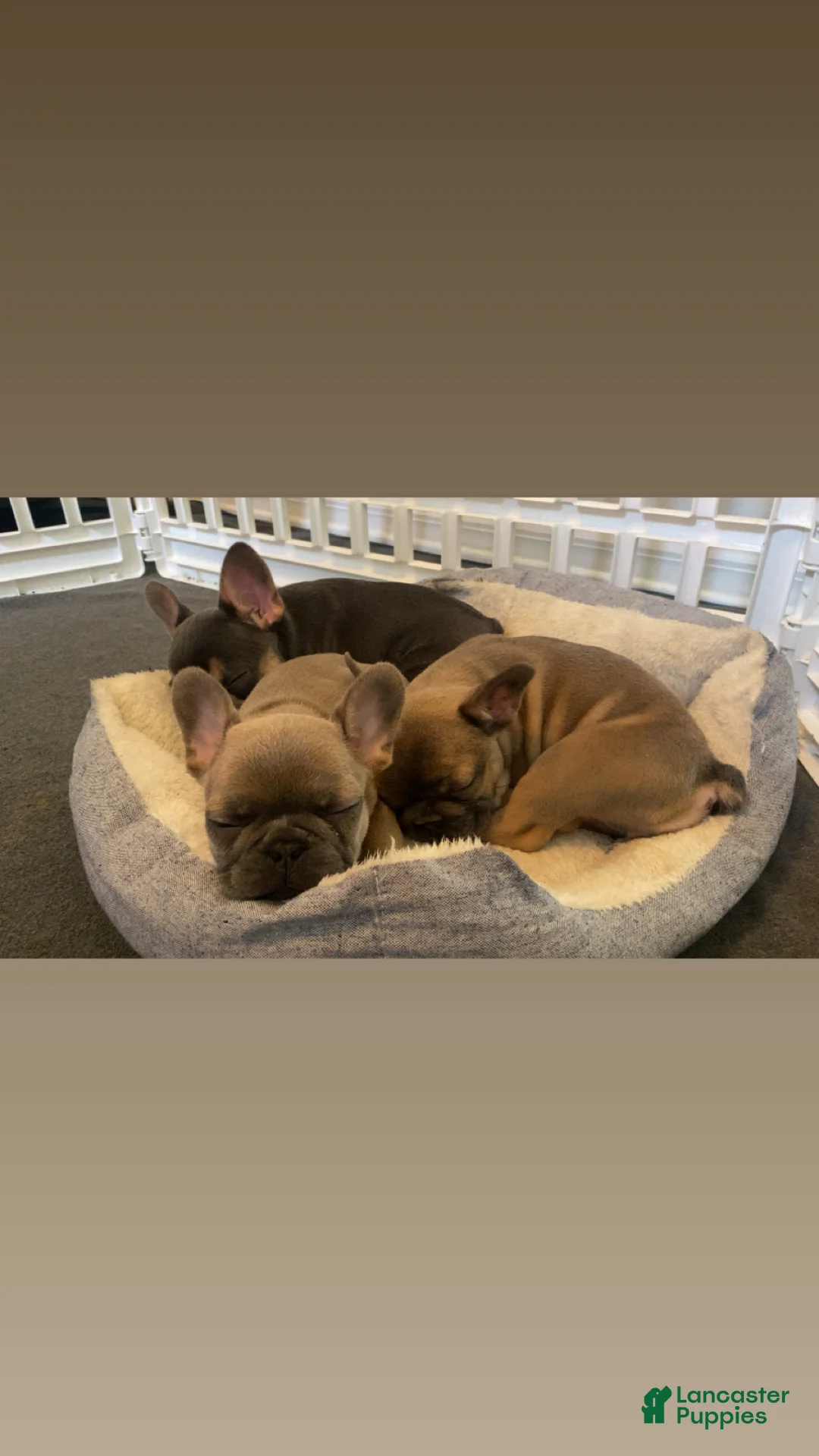 French Bulldog dogs for sale: French Bulldog 1 - Ad 2