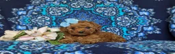 Toy Poodle dogs for sale: Marcie 9 lbs Full Grown - Ad 6