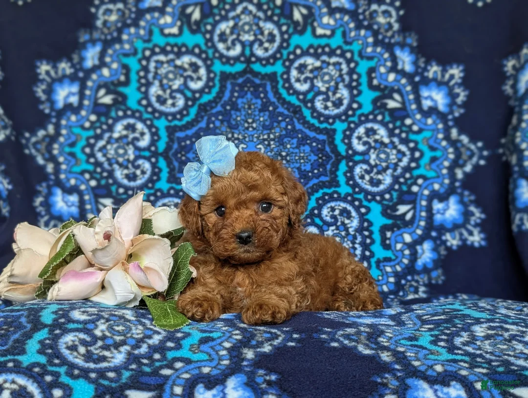 Toy Poodle dogs for sale: Marcie 9 lbs Full Grown - Ad 6