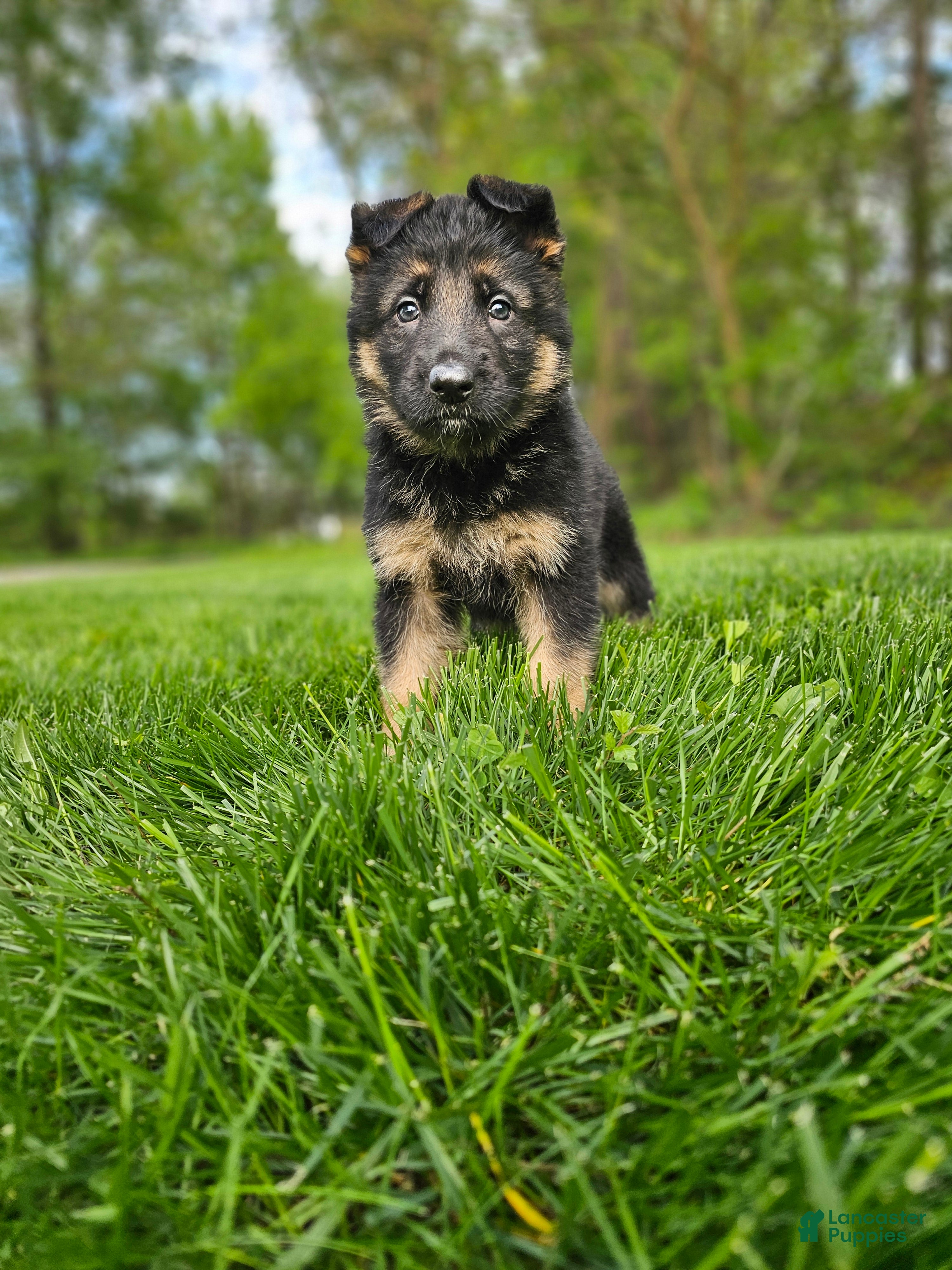 German Shepherd dogs for sale: Hunter  - Ad 2
