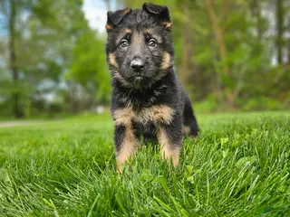 German Shepherd dogs for sale: Hunter - Ad 2