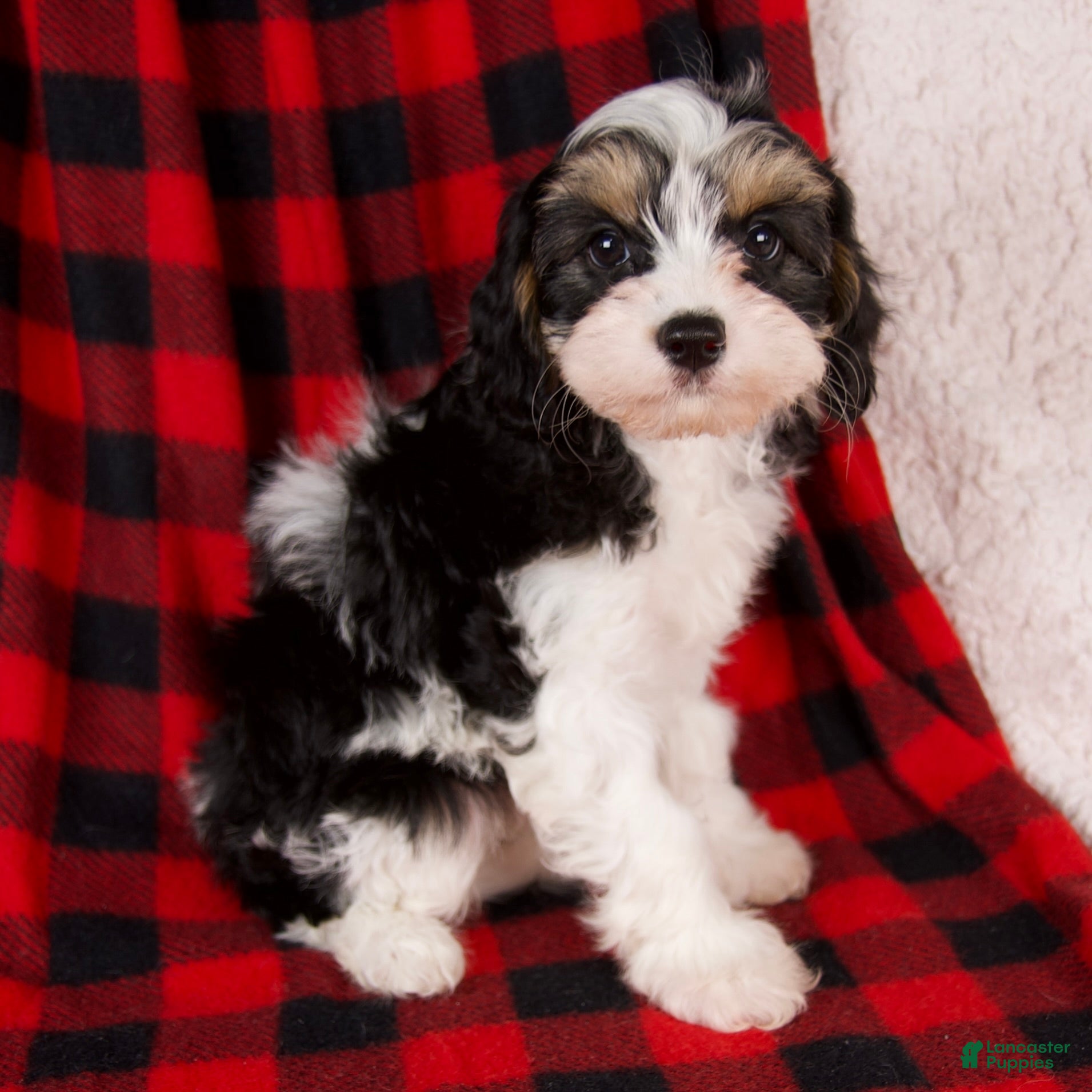 Cavapoo dogs Nora - Ad 19