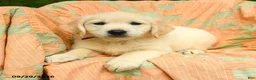 Golden Retriever dogs for sale: Lilly - Ad 2