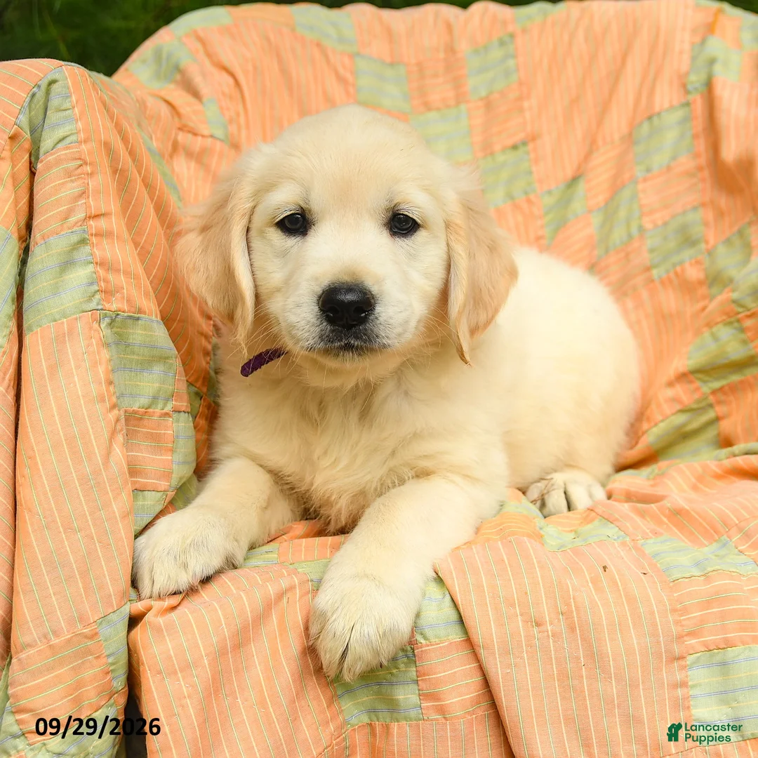 Golden Retriever dogs for sale: Lilly - Ad 2