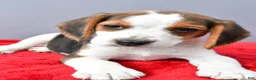 Beagle dogs for sale: Della - Ad 4