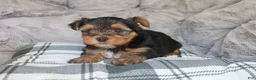 Yorkshire Terrier dogs for sale: Maggie - Ad 7