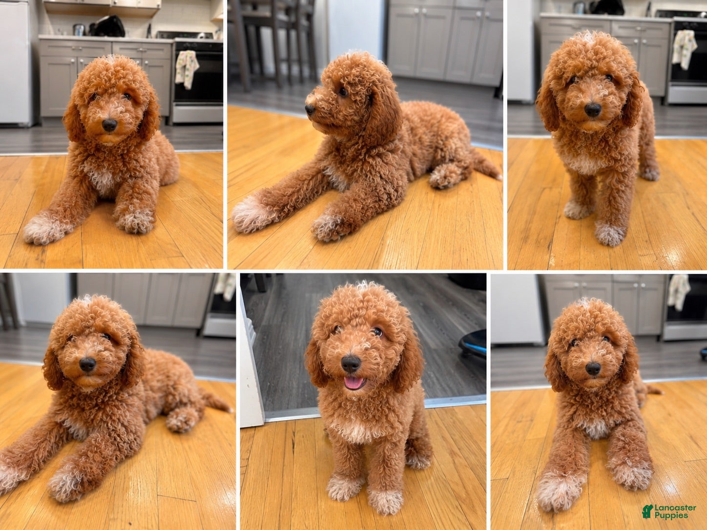 Mini Goldendoodle dogs for sale: Teddy - Ad 1
