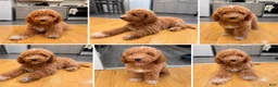 Mini Goldendoodle dogs for sale: Teddy - Ad 1
