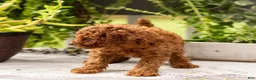 Toy Poodle dogs for sale: AKC Bruno - Ad 3