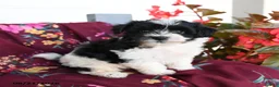 Havapoo dogs for sale: Cookies and Creme - Ad 3