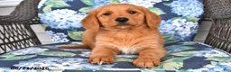 Golden Retriever dogs for sale: Pepper - Ad 3