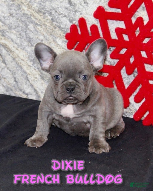 French Bulldog dogs Dixie - Ad 12
