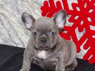 French Bulldog dogs Dixie - Ad 12