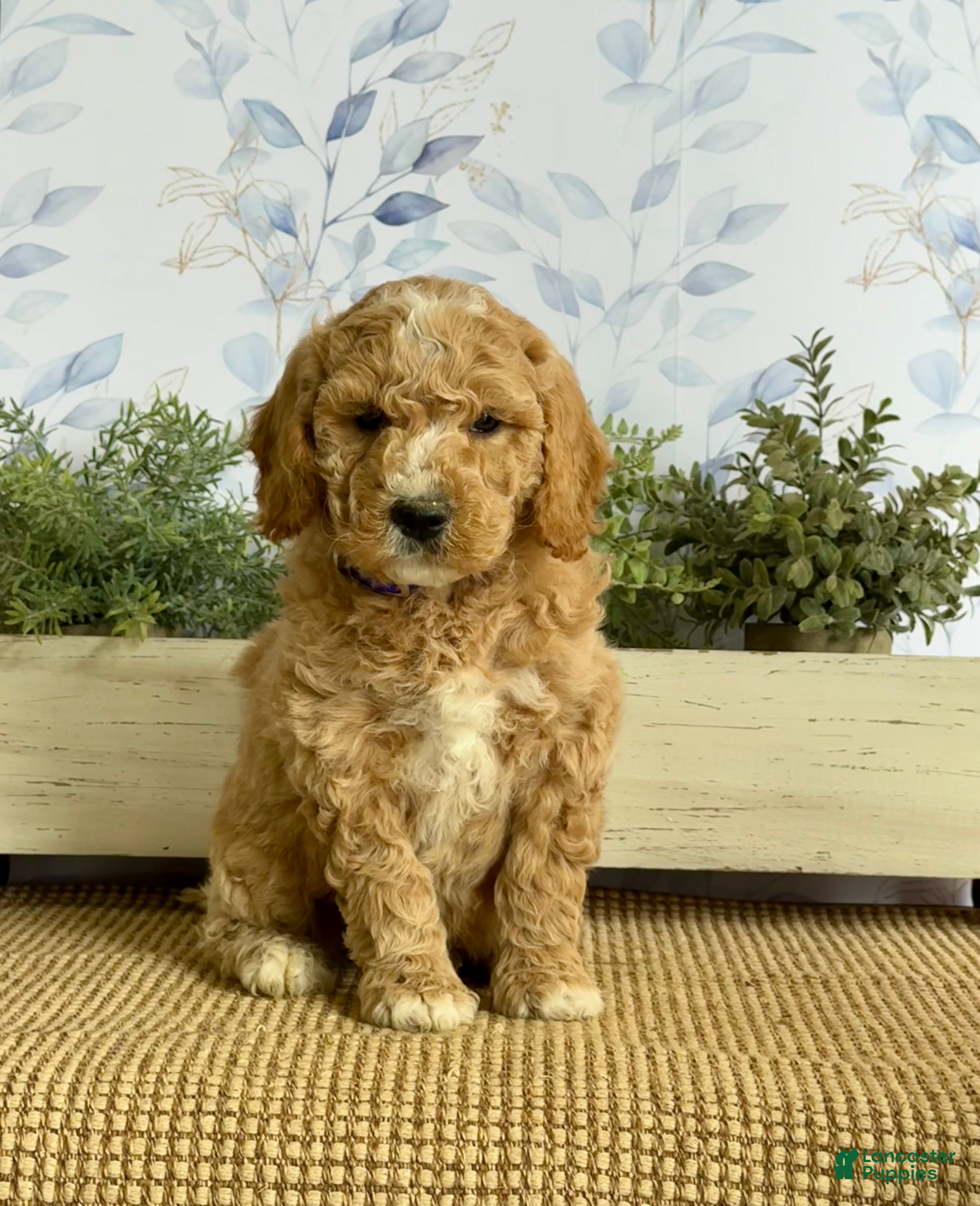 Mixed Breed dogs Kenny - Ad 1