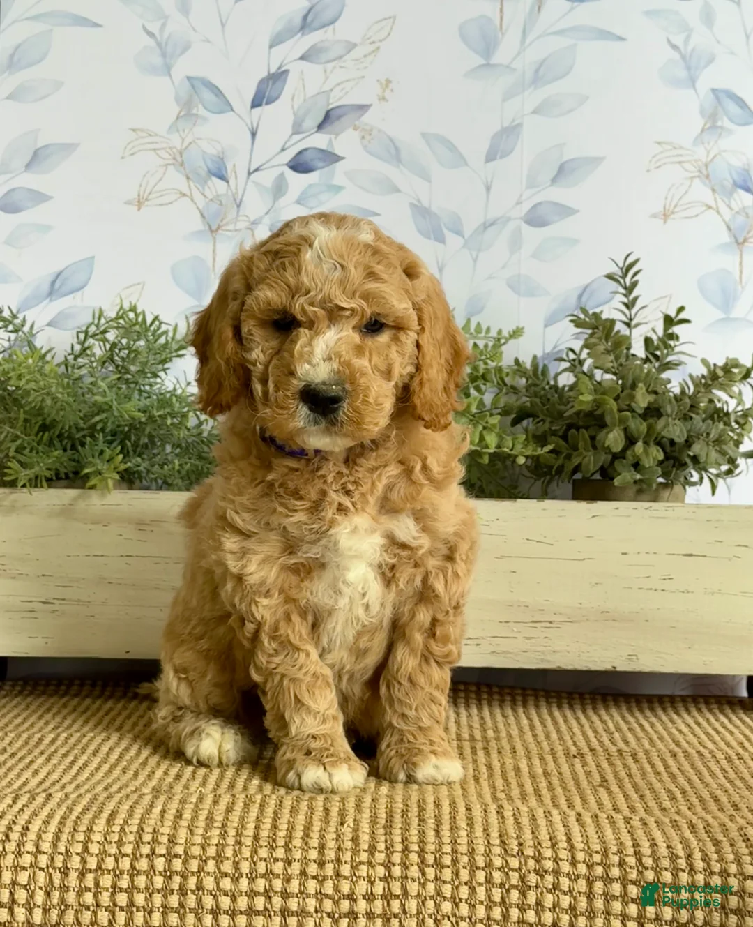 Mixed Breed dogs for sale: Kenny - Ad 1