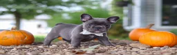 French Bulldog dogs for sale: Haven - Ad 5