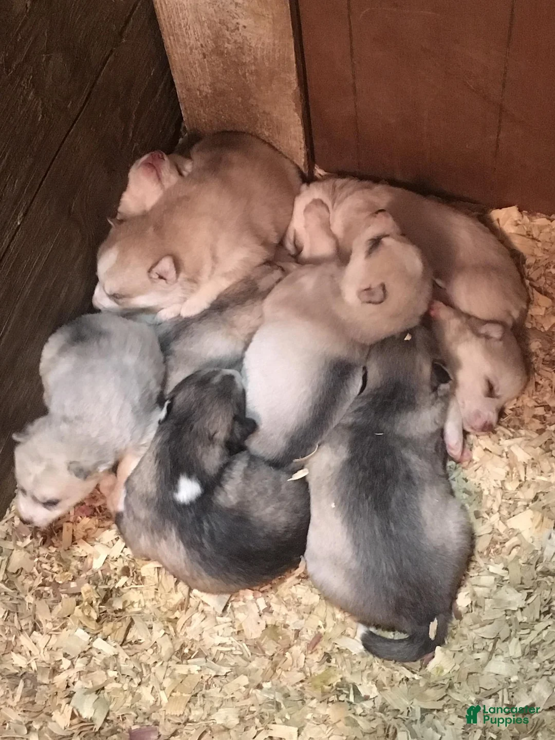 Gallery Image {{count}}