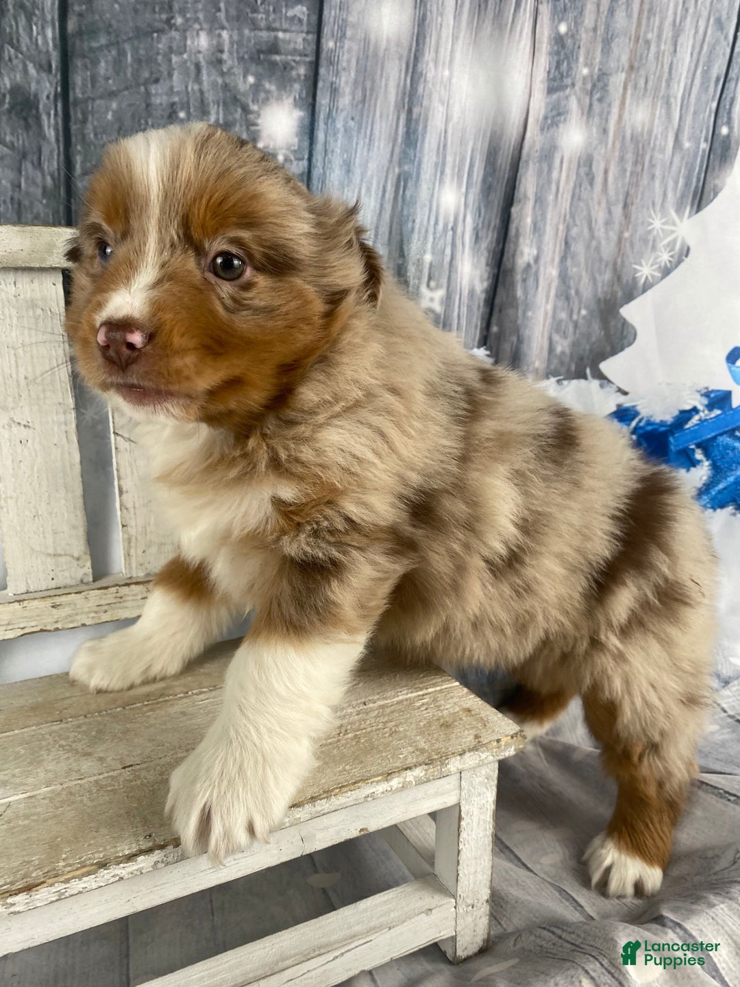 Australian Shepherd dogs for sale: Nova - Ad 5