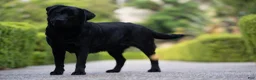 Labrador Retriever dogs for sale: Pink girl  - Ad 7