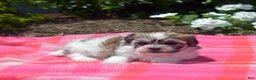 Teddy Bear dogs for sale: Bunny - Ad 5