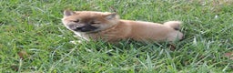 Shiba Inu dogs for sale: BINGO - Ad 8