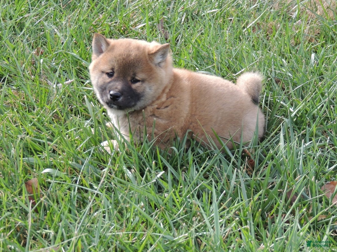 Shiba Inu dogs for sale: BINGO - Ad 8