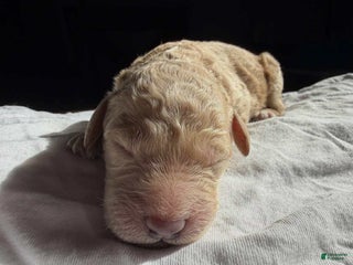 Mixed Breed dogs - Ad 21