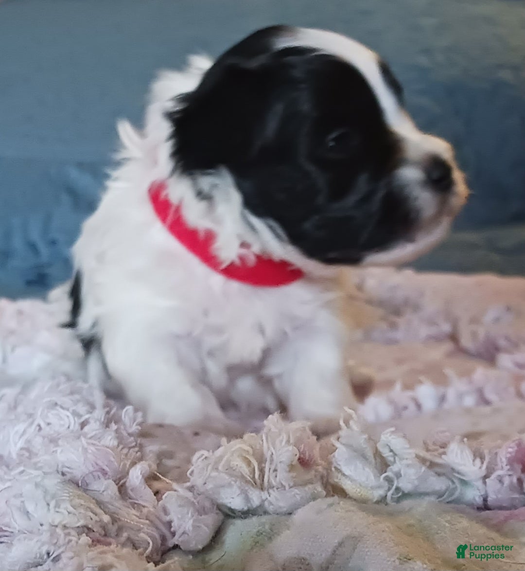 Miniature Schnauzer dogs for sale: Mia's Red Ribbon Boy  - Ad 2