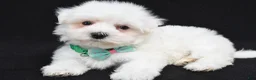 Maltese dogs for sale: Tripp - Ad 8