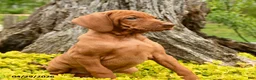 Vizsla dogs for sale: Vashti - Ad 2