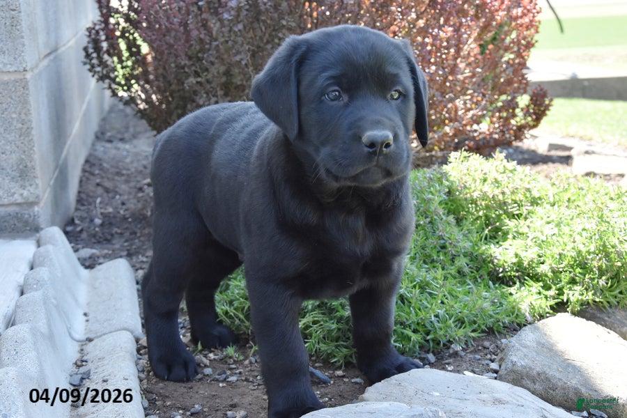 Labrador Retriever dogs Marlin - Ad 2