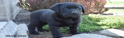 Labrador Retriever dogs for sale: Marlin - Ad 2